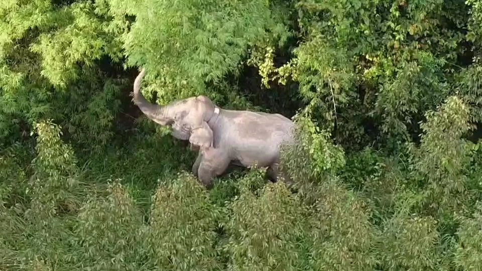 ชาวบ้านสุดทน ขีดเส้นตายย้าย "ช้างละมุด" ออกไปภายใน 7 วัน