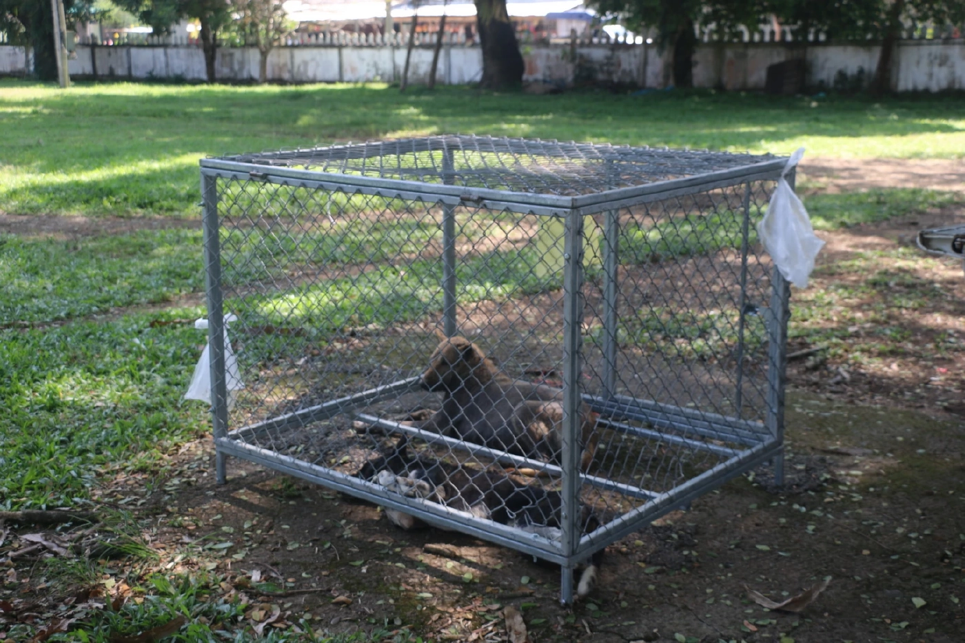 งานงอก.! ผลแลปสุนัขจรจัดไล่กัดนักวอลเลย์ - ชาวบ้าน 10 ราย มีเชื้อสุนัขบ้า