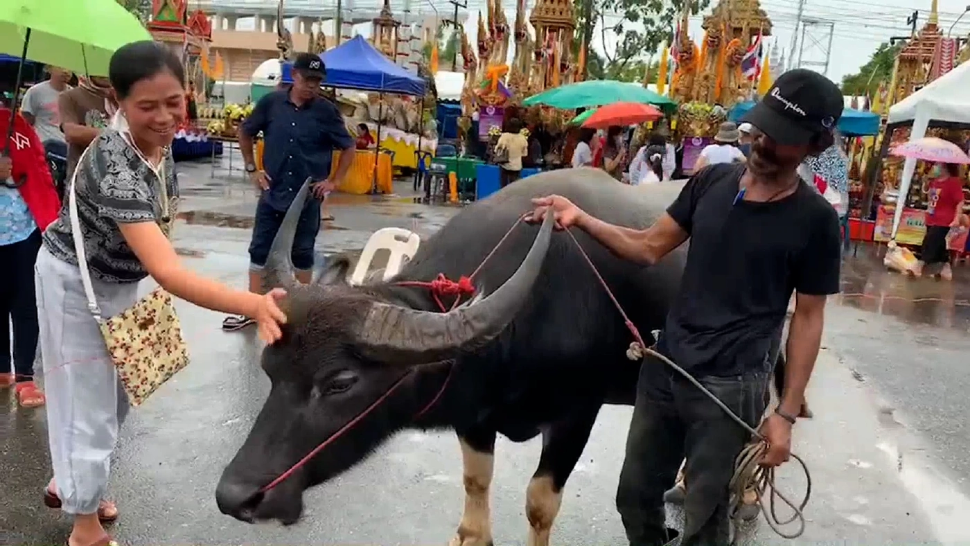 พี่คล้าวเมืองตรัง ขี่ควายไปช่วยงานลากเรือพระ