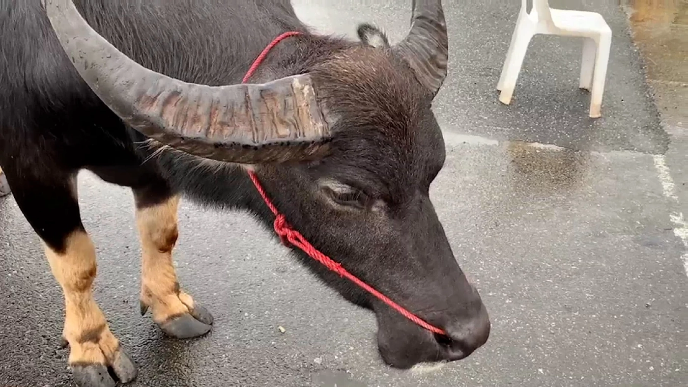 พี่คล้าวเมืองตรัง ขี่ควายไปช่วยงานลากเรือพระ