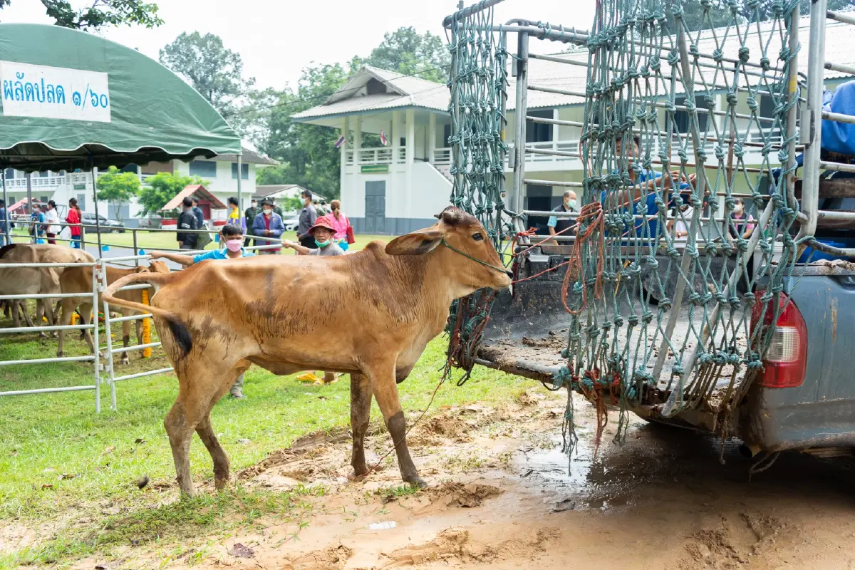 “สมาคมประชาคมคนตาบอดไทย” เชิญชวนทุกท่านร่วมกันไถ่ชีวิตโค-กระบือ