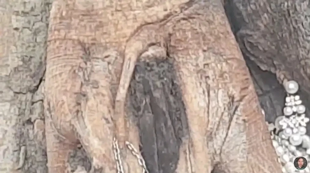 เลขเด็ด พี่สาวต้นไม้ งวด 1/11/65 ย้ำดังๆ ใครตาดีมีสิทธิได้ลุ้นเงินก้อนใหญ่(มีคลิป)