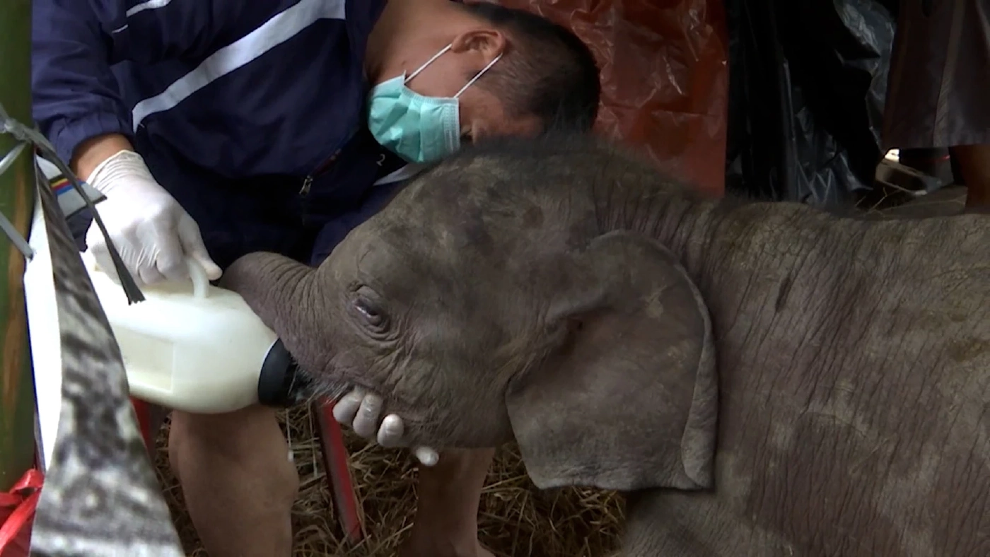 เจ้าหน้าที่เร่งช่วยเหลือ ลูกช้างป่าพลัดหลงแม่ สภาพอ่อนแรง มีบาดแผล