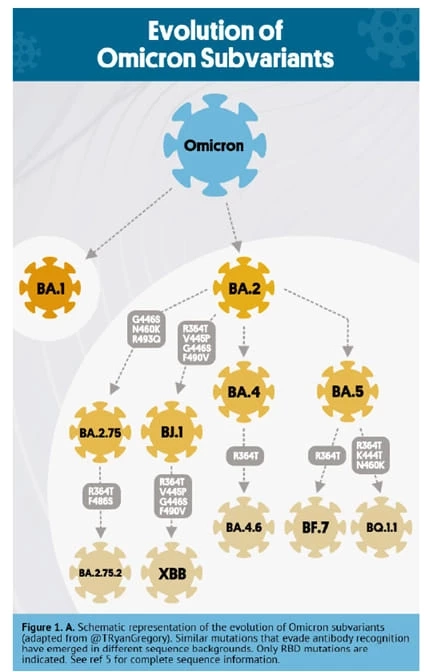 ทำความรู้จัก "โอมิครอน XBB" โควิดกลายพันธุ์ล่าสุด มีวิธีป้องกันทำอย่างไร?