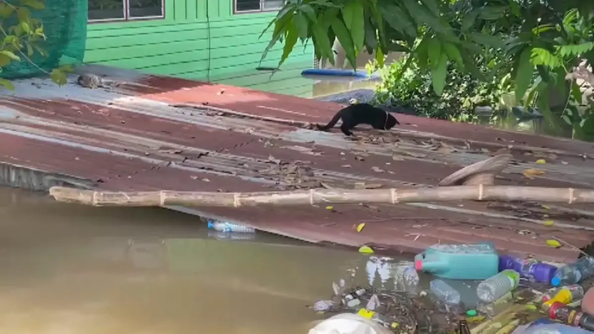 คันดินกั้นน้ำทรุด มวลน้ำทะลัก "ป่าโมก" อ่างทอง แล้ว ท่วมบ้านสูงมิดคอ