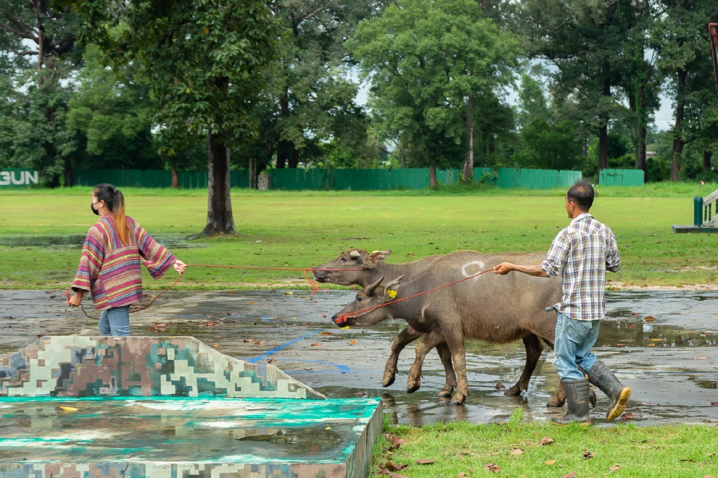 “สมาคมประชาคมคนตาบอดไทย” เชิญชวนทุกท่านร่วมกันไถ่ชีวิตโค-กระบือ