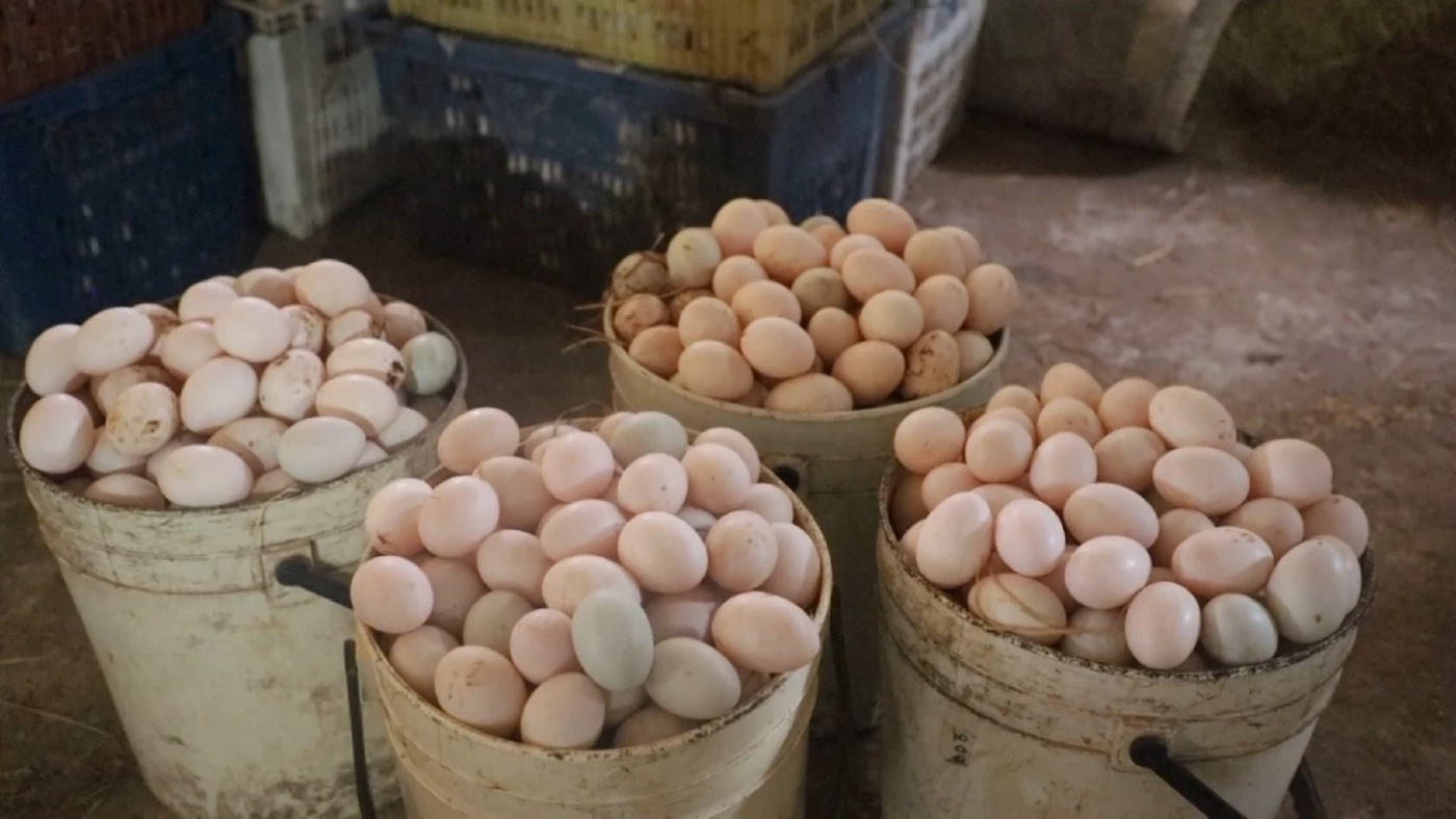 จากหลักร้อยสู่หลักหมื่น เลี้ยงเป็ดไข่ข้างบ้านขายสร้างรายได้