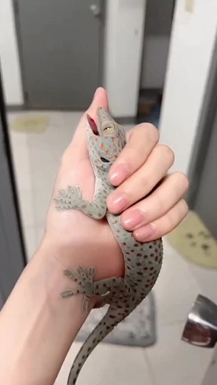 สาวผู้แข็งแกร่งตัวจริง จับ “ตุ๊กแก” ด้วยมือเปล่านำไปปล่อย