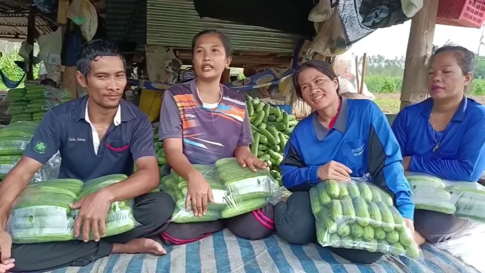 เส้นทางทำกิน มือใหม่ก็สามารถทำได้ ปลูกแตงร้านขายสร้างรายได้ทุกวัน