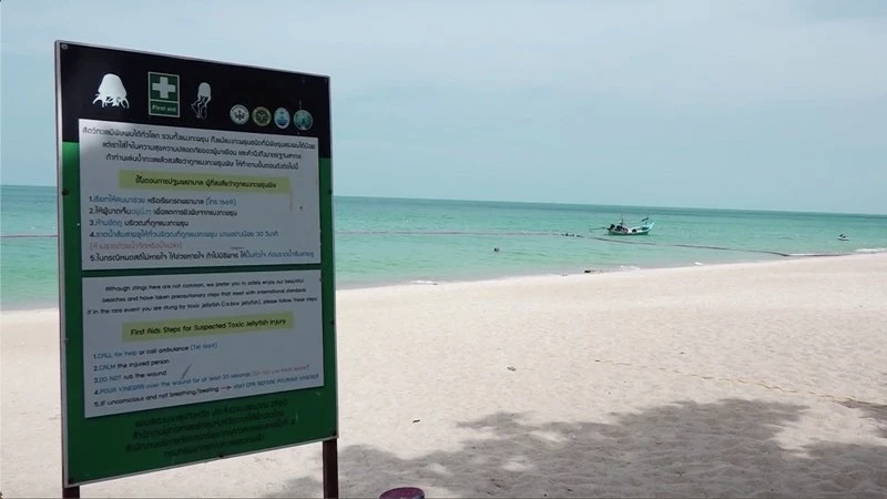 ทช. เตือน นทท. ระวังการลงเล่นน้ำทะเล ฤดูแมงกะพรุนกล่อง