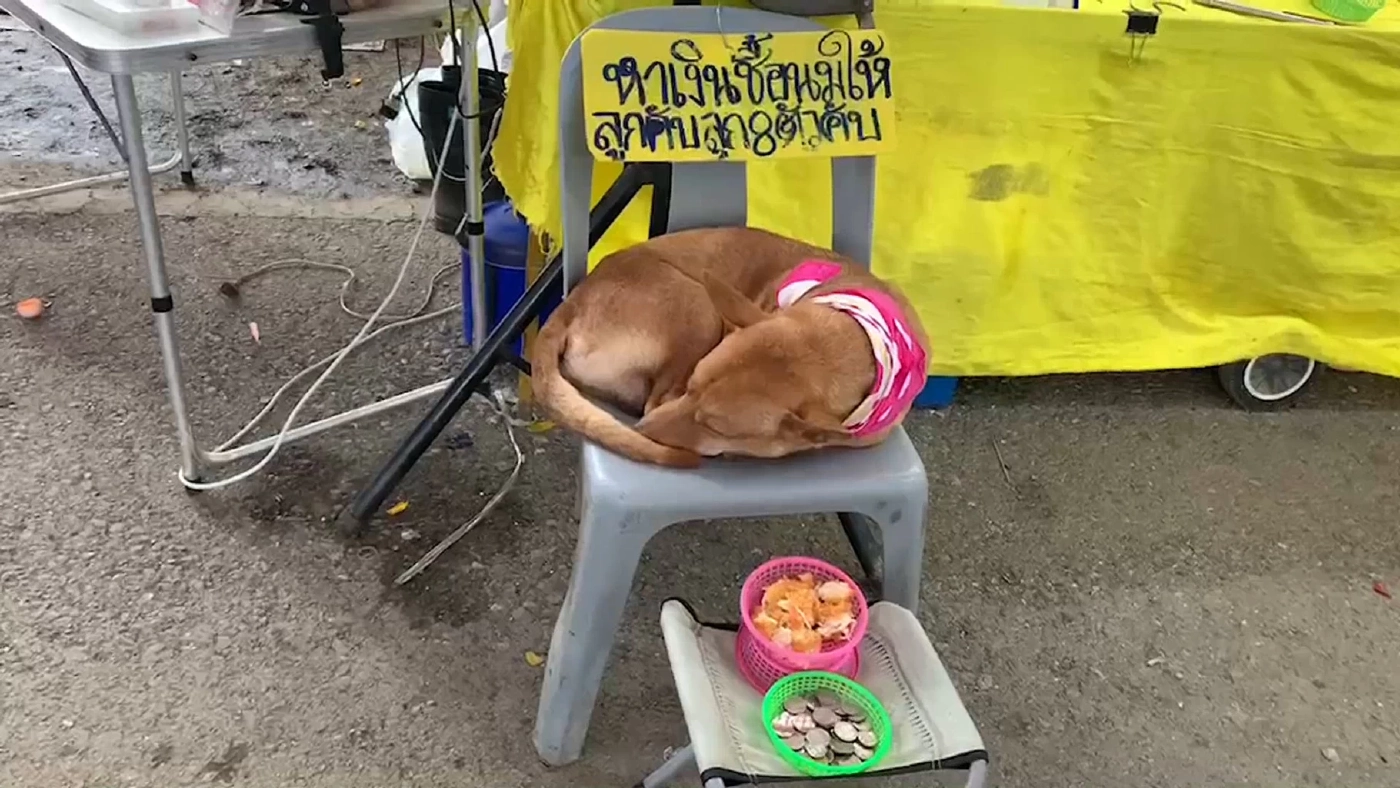 เอ็นดูพ่อหมานั่งเปิดรับบริจาค หาค่านมเลี้ยงลูก 8 ชีวิต