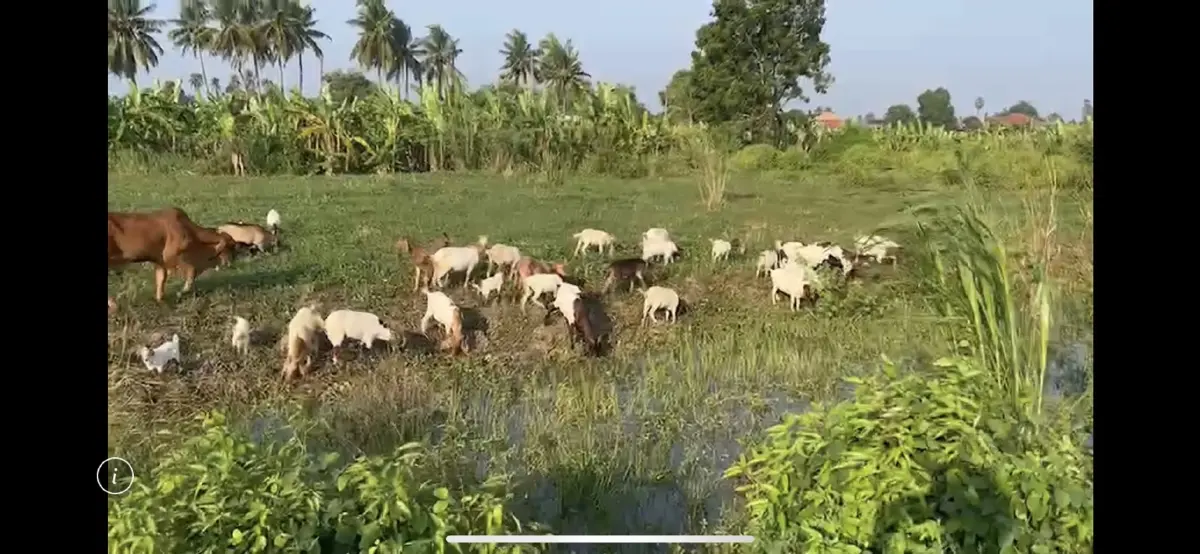 เร่งย้ายวุ่น "หมูป่าวัดกลางเมือง" กว่า 50 ตัว หลังน้ำล้นทะลักท่วมสูง 1 เมตร