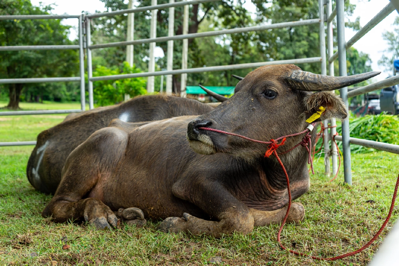“สมาคมประชาคมคนตาบอดไทย” เชิญชวนทุกท่านร่วมกันไถ่ชีวิตโค-กระบือ
