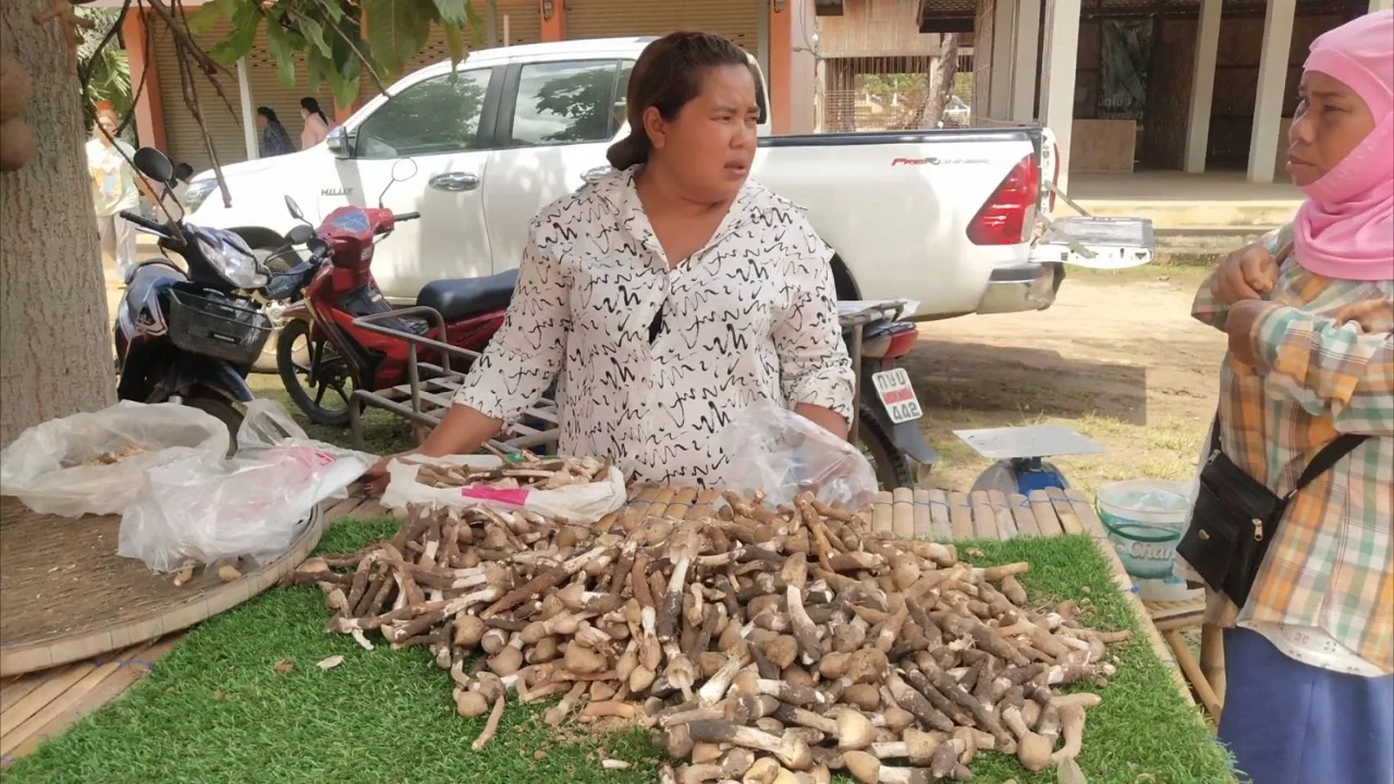 หนึ่งปีมีครั้งเดียว ชาวบ้านแห่เก็บ “เห็ดโคน” ขายสร้างรายได้