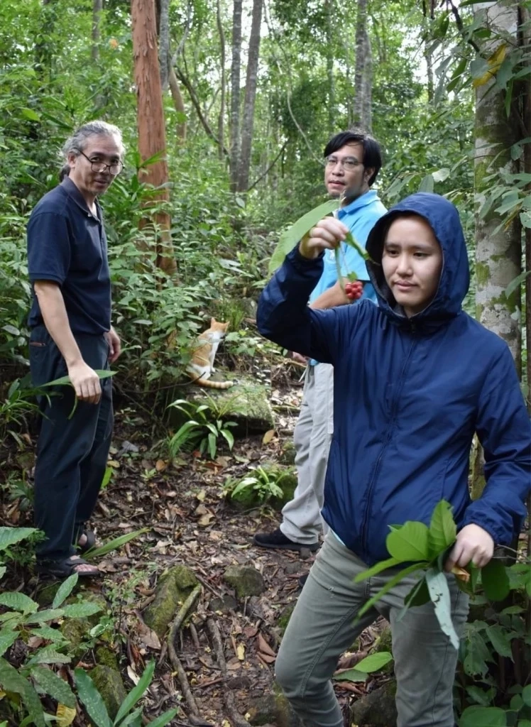 มช.ค้นพบ"เหลืองปิยะรัตน์"พืชชนิดใหม่ของโลก หายาก ใกล้สูญพันธุ์ ที่นราธิวาส