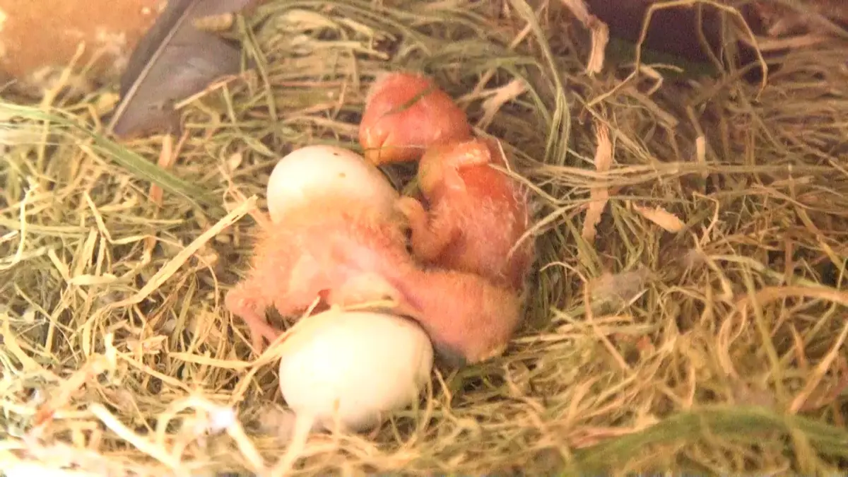 เจ้าของร้านแว่น สร้างรายได้จากงานอดิเรก เลี้ยงนก “เลิฟเบิร์ด” ขาย