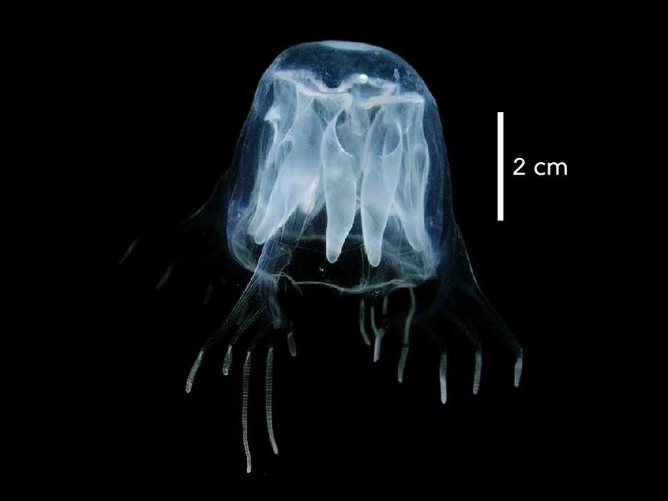 ลักษณะแมงกะพรุงกล่องชนิดต่าง ๆ 