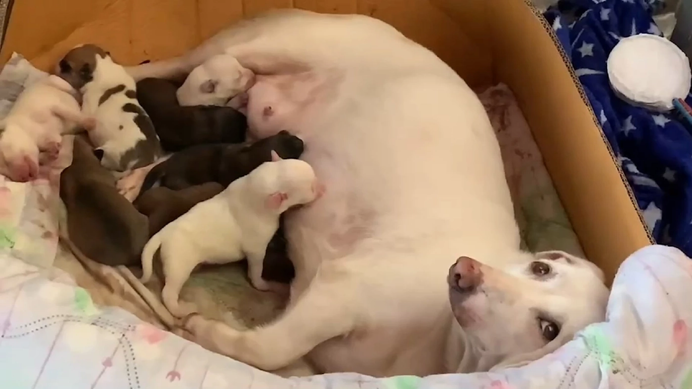 เอ็นดูพ่อหมานั่งเปิดรับบริจาค หาค่านมเลี้ยงลูก 8 ชีวิต