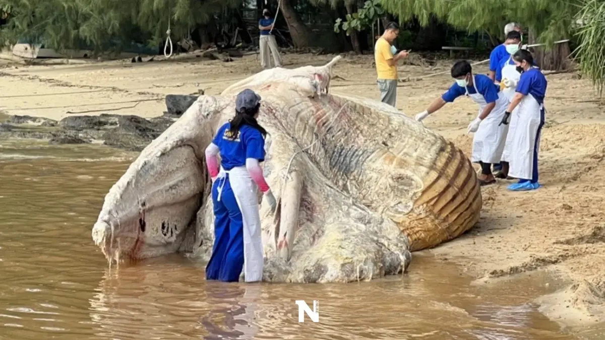 สุดเศร้า ผลผ่าซากวาฬบรูด้า เกยตื้นตาย ที่ ภูเก็ต พบขยะถ้วยพลาสติกในลำไส้
