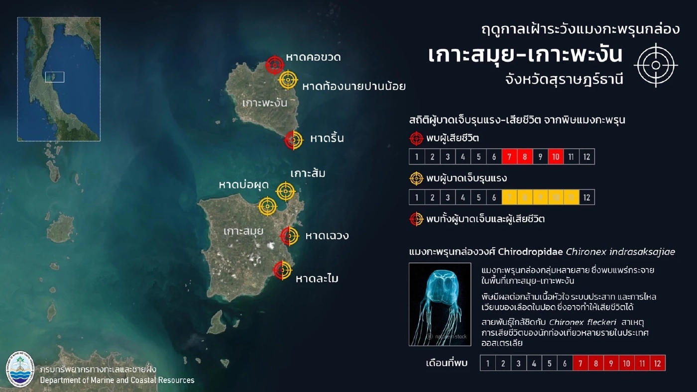 ทช. เตือน นทท. ระวังการลงเล่นน้ำทะเล ฤดูแมงกะพรุนกล่อง