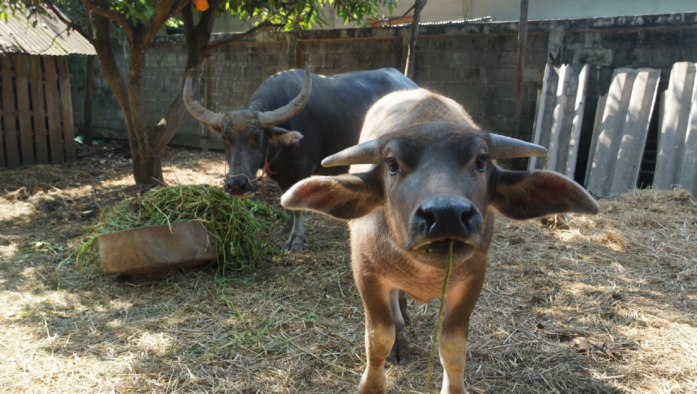 "น้องสาวเหยื่อกราดยิง" ประกาศขายควาย 5 ตัว เหตุไร้คนดูแล