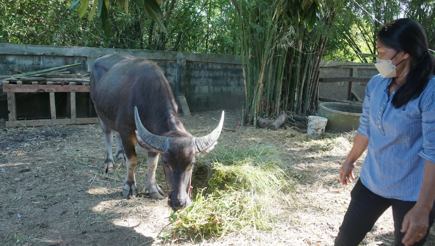 "น้องสาวเหยื่อกราดยิง" ประกาศขายควาย 5 ตัว เหตุไร้คนดูแล