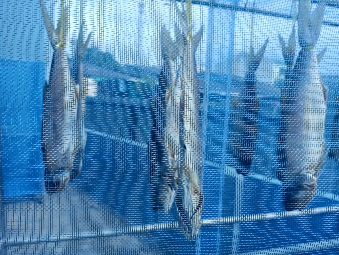 ร้านป้าอ้วนแจงปม "ปลากุเลาเค็ม" ตากใบ เหตุดราม่าทำสินค้าขายดีขึ้น