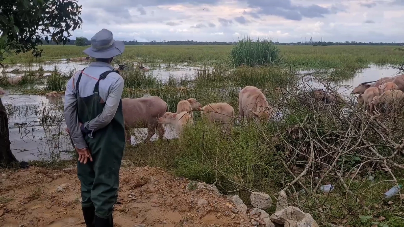 ชายชาวสงขลาเลี้ยง “ควายเผือก” 40 ตัว เพื่ออนุรักษ์ไว้ให้ลูกหลานรุ่นต่อไป