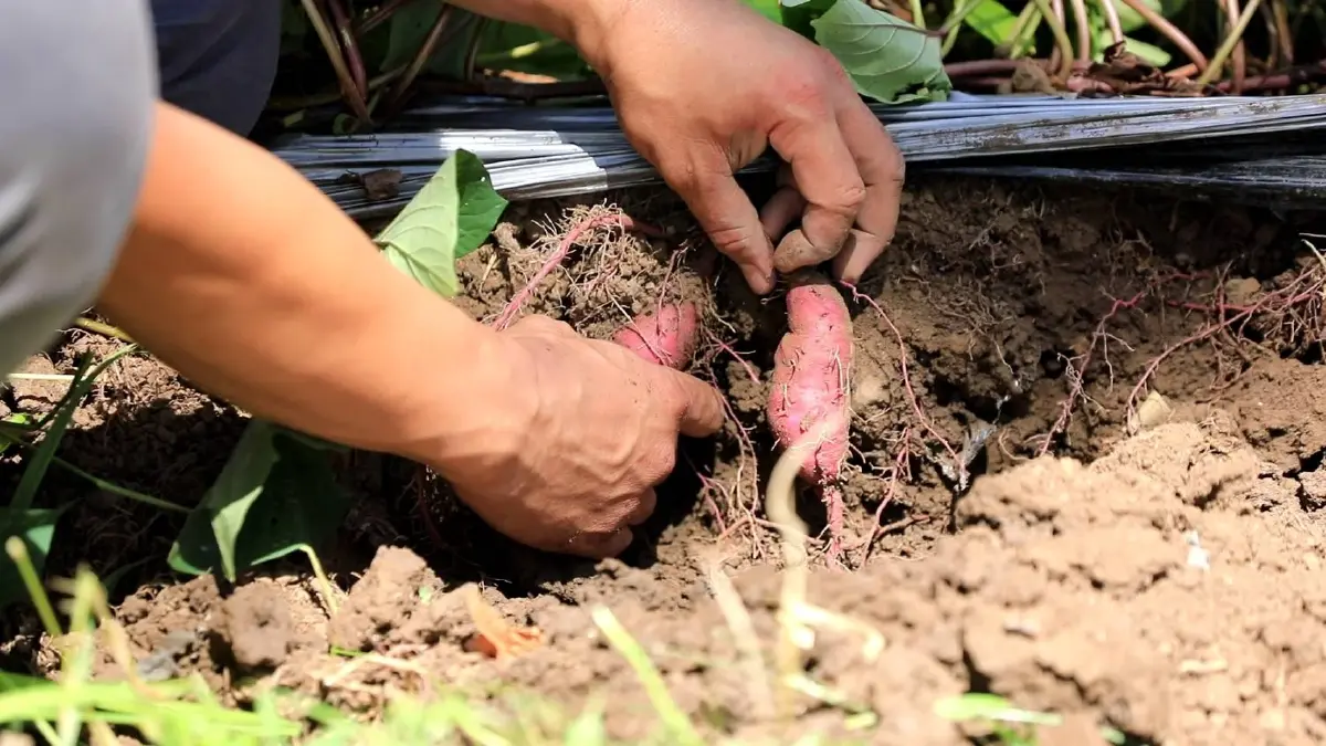 สหกรณ์การเกษตรแม่ทาฯ หนุนตลาดเกษตรอินทรีย์ รายได้งาม ปลอดภัยต่อผู้บริโภค