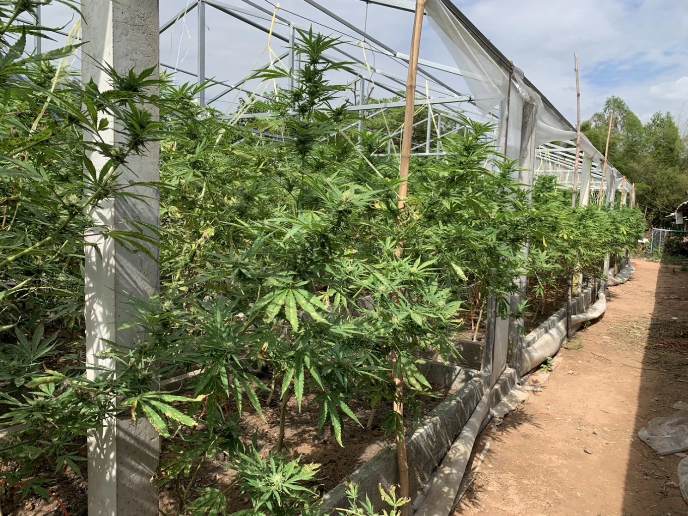 หวั่นคดีไม่คืบ แจ้งเอาผิดเจ้าของไร่กัญชาอุ้มไปซ้อม เหตุทำต้นกัญชาเสียหาย 10 ล้าน