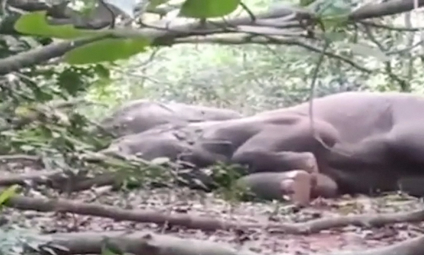 ช้างป่า 24 ตัวในอินเดีย เมาเหล้าเถื่อนหลับทั้งโขลง (คลิป)