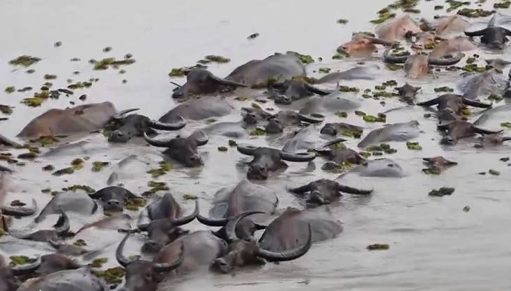 เฮ FAO ประกาศให้ควายปลักทะเลน้อยพัทลุง เป็นพื้นที่มรดกโลกทางการเกษตร