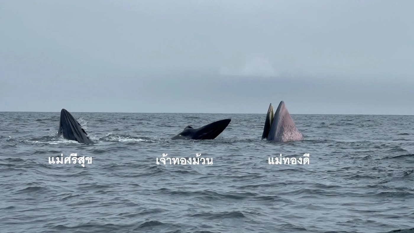 ทช.เผยข่าวดี พบสัตว์ทะเลหายาก 3 ชนิด ที่บริเวณทะเลสมุทรสาคร