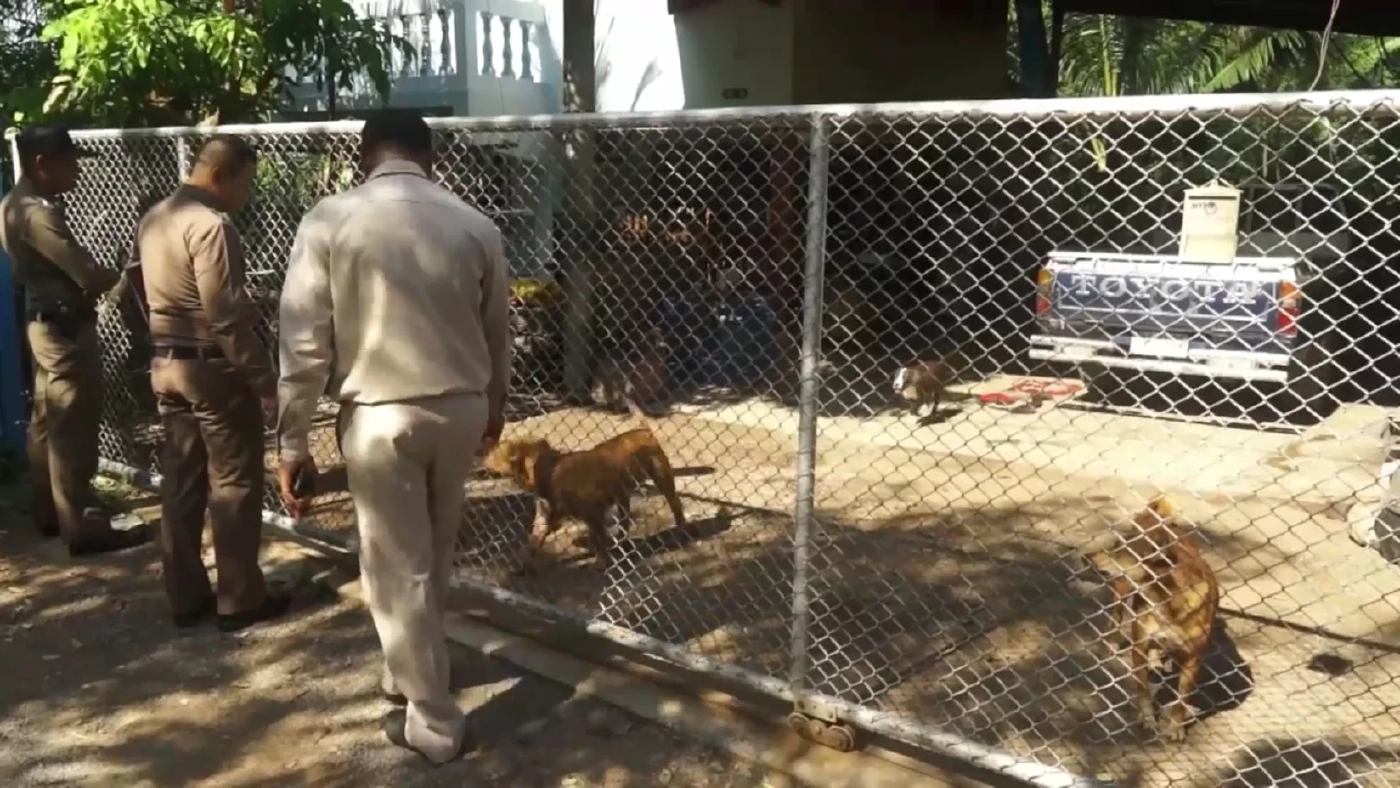 ผวา! สุนัขพิตบูล 2 ตัว หลุดมุดรั้วเข้าไปรุมขย้ำหนุ่ม 17 ปีถึงในบ้าน (คลิป)