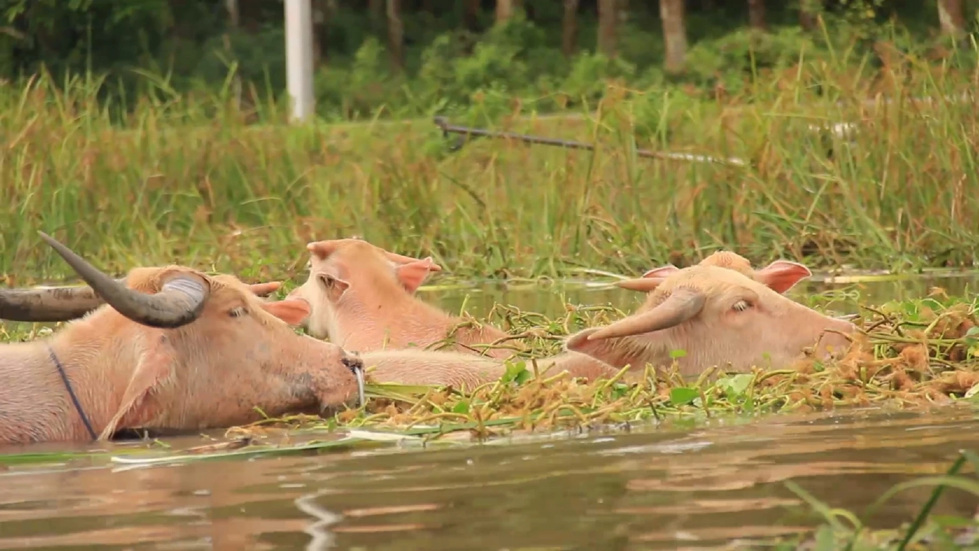 ชายชาวสงขลาเลี้ยง “ควายเผือก” 40 ตัว เพื่ออนุรักษ์ไว้ให้ลูกหลานรุ่นต่อไป