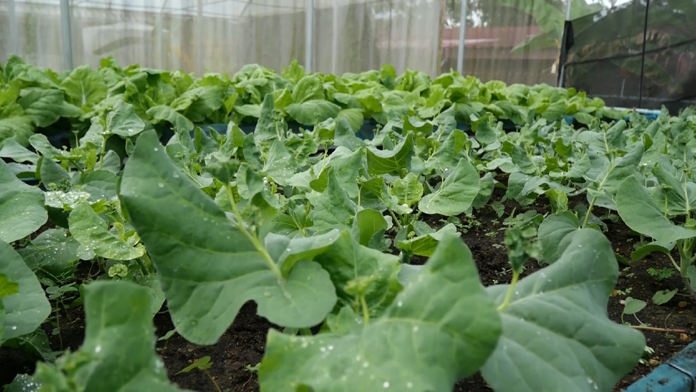 เพื่อสุขภาพผู้บริโภค เกษตรกรชาวตรังปลูกผักออแกนิกรายได้งาม