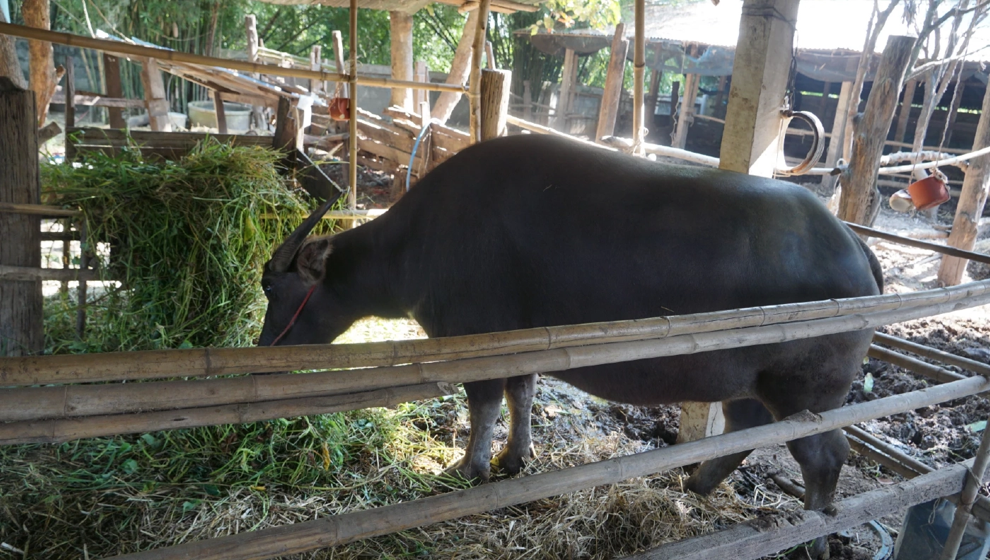 "น้องสาวเหยื่อกราดยิง" ประกาศขายควาย 5 ตัว เหตุไร้คนดูแล