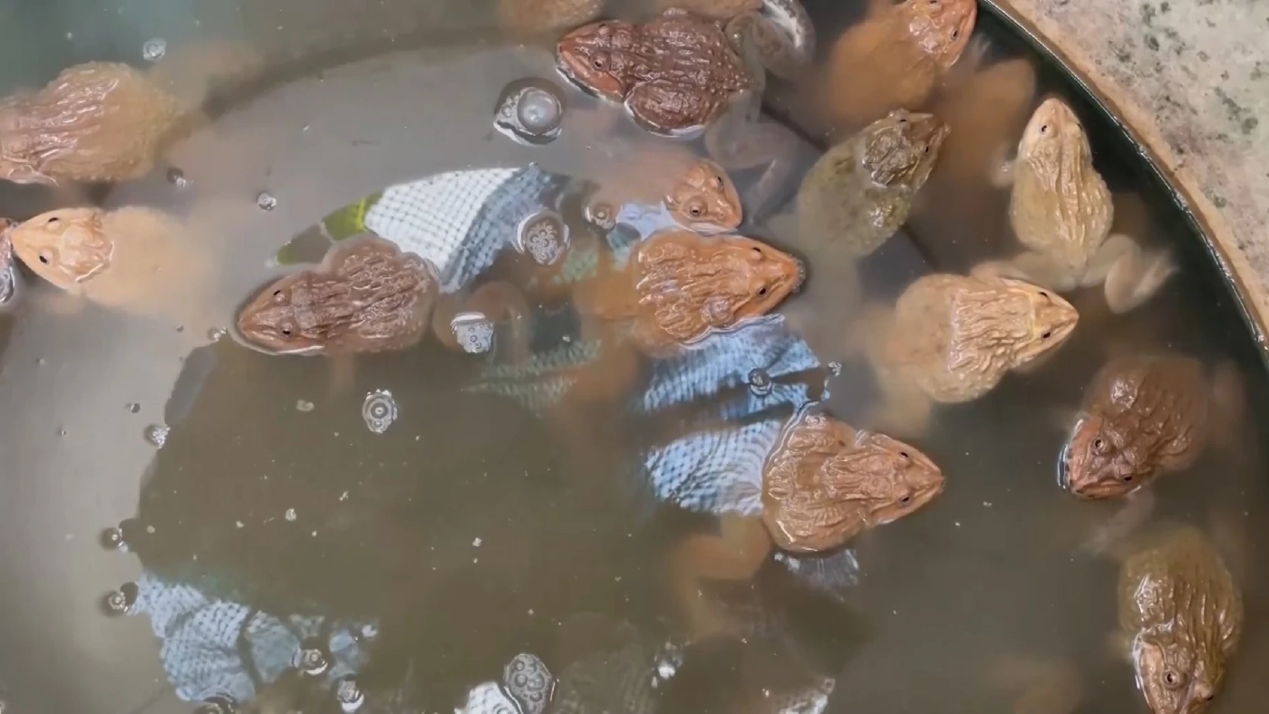 ชายวัย 64 ผันตัวเลี้ยง “กบนา” ขายสร้างรายได้หลักหมื่นต่อเดือน