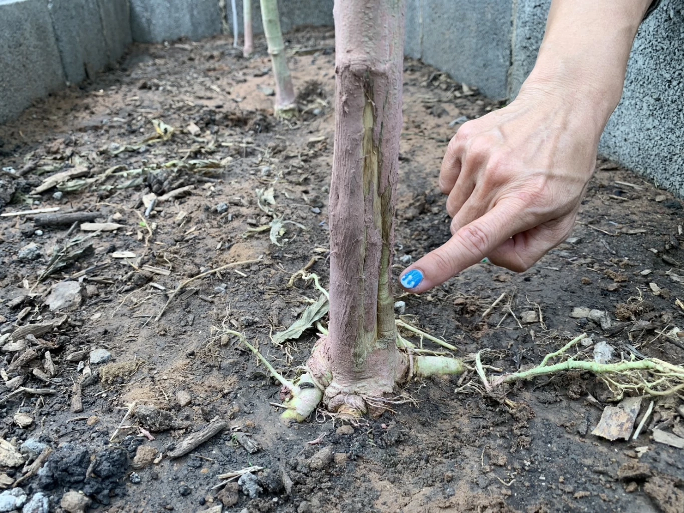 หวั่นคดีไม่คืบ แจ้งเอาผิดเจ้าของไร่กัญชาอุ้มไปซ้อม เหตุทำต้นกัญชาเสียหาย 10 ล้าน