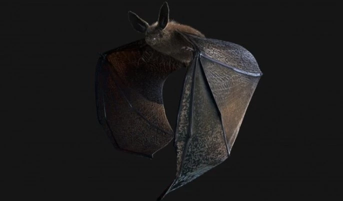 เปิดโปงสรรพคุณ 'ค้างคาว' กับเรื่องราวเข้าใจผิดทำเสี่ยงตาย