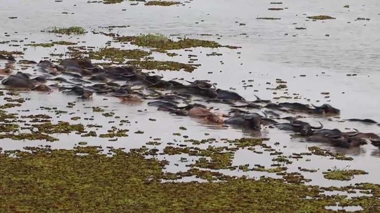 เฮ FAO ประกาศให้ควายปลักทะเลน้อยพัทลุง เป็นพื้นที่มรดกโลกทางการเกษตร