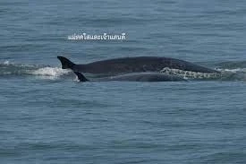 ทช.เผยข่าวดี พบสัตว์ทะเลหายาก 3 ชนิด ที่บริเวณทะเลสมุทรสาคร