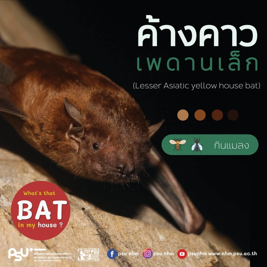 ค้างคาวเพดานเล็ก ภาพจากเพจ "Princess Maha Chakri Sirindhorn Natural History Museum"