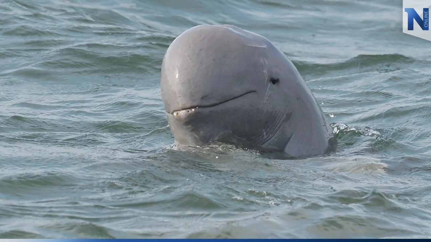 พบสัตว์ทะเลหายาก 3 ชนิด ที่บริเวณทะเลสมุทรสาคร