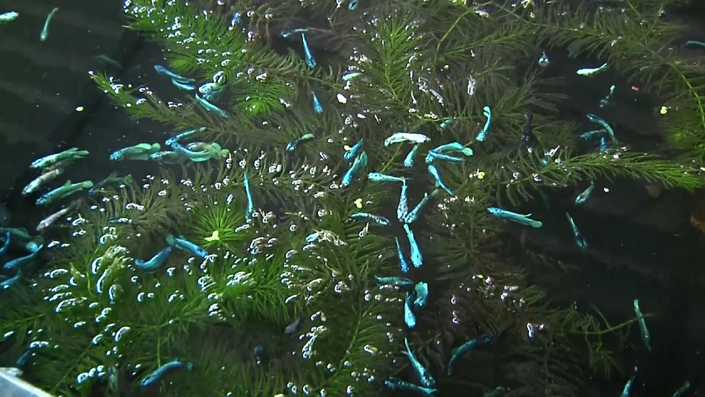 ไม่เลือกงานไม่ยากจน หนุ่มโคราชอดีตช่างลายไทยผันตัวเลี้ยง “ปลากัด” ขาย