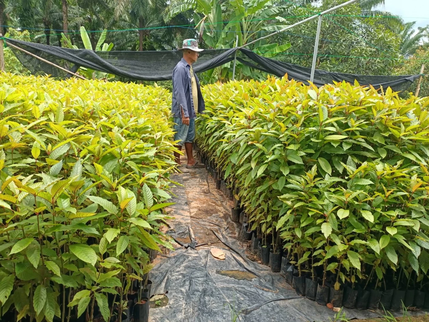 ชาวสวนภาคใต้ ร้องถูกอดีต ส.ส.ชุมพร หลอกปลูกกระท่อม สูญเงินกว่าร้อยล้าน