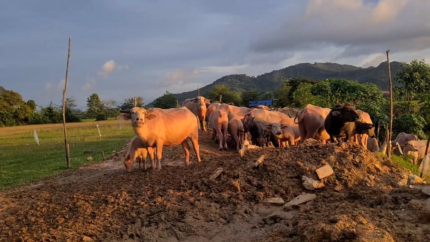 ชายชาวสงขลาเลี้ยง “ควายเผือก” 40 ตัว เพื่ออนุรักษ์ไว้ให้ลูกหลานรุ่นต่อไป