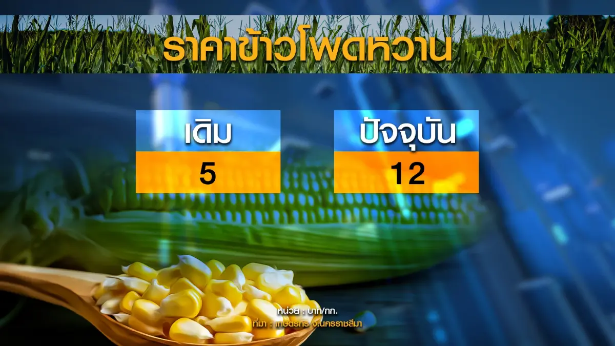 ข้าวโพดหวานราคาพุ่งทะลุกว่า 12 บาทต่อกิโลกรัม
