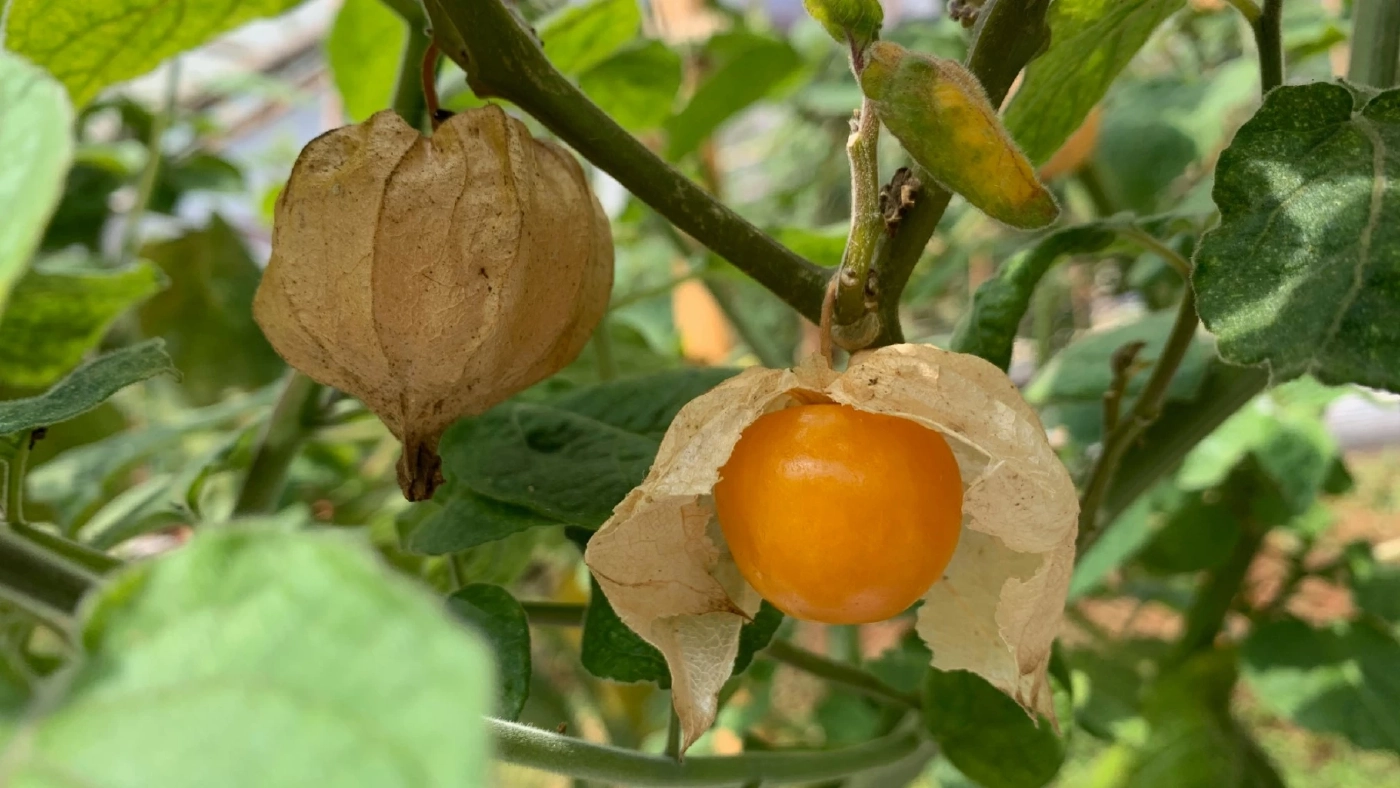 เคปกูสเบอร์รี่ ผลไม้อ้วนกลมอุดมด้วยคุณประโยชน์