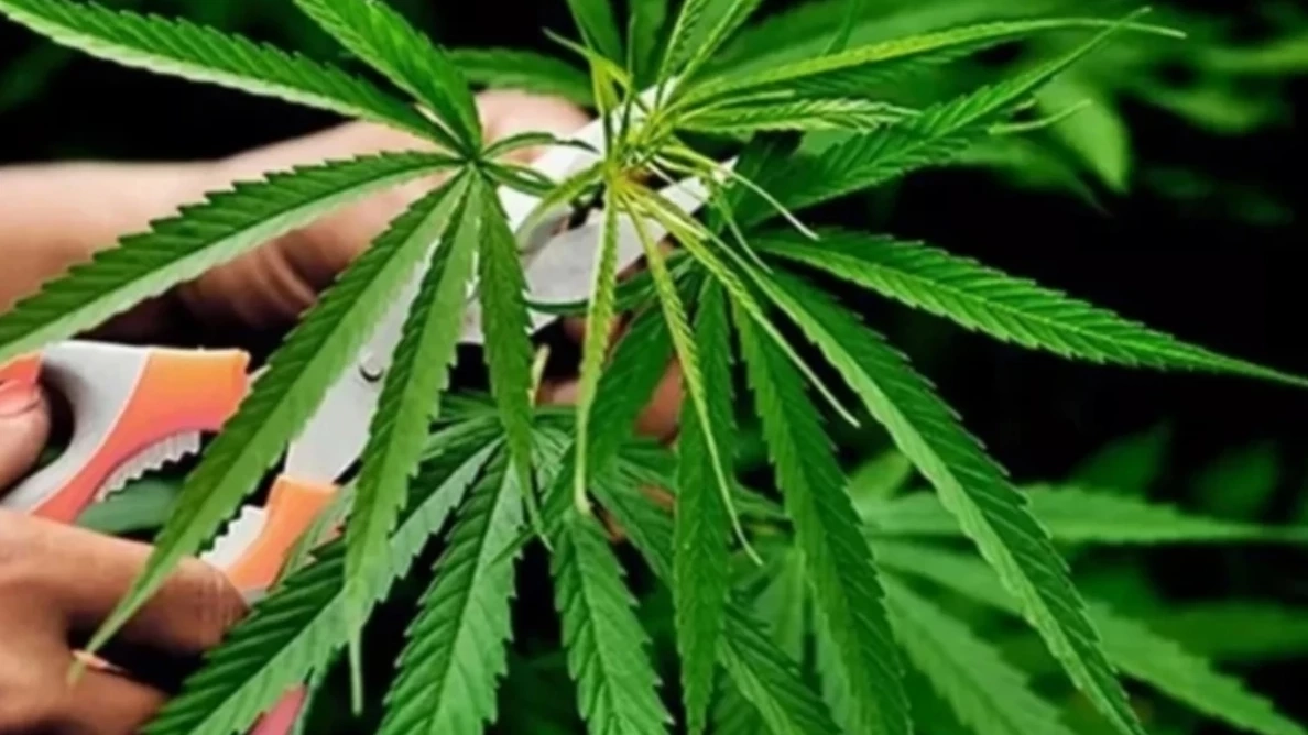 สภาเดือด! ส่อดันวาระชี้ชะตาโหวตร่าง กม.กัญชา วันนี้